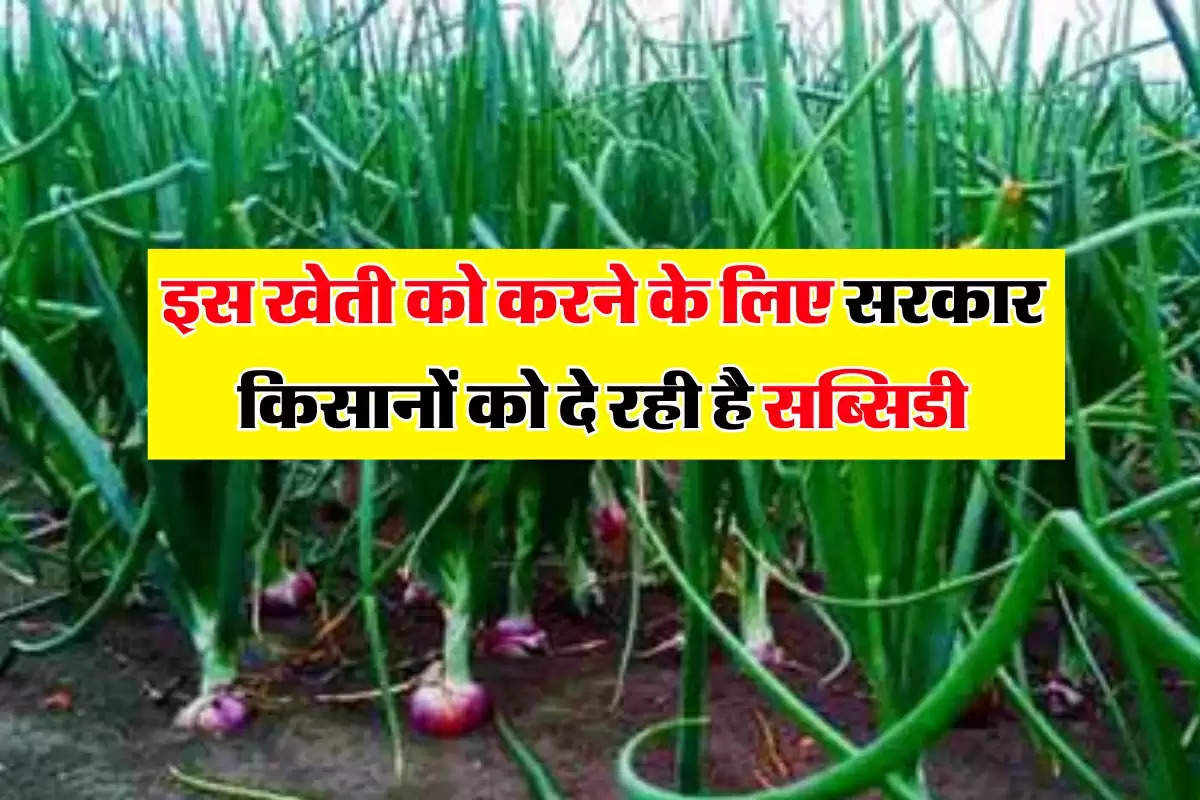 onion cultivation : इस खेती को करने के लिए सरकार किसानों को दे रही है सब्सिडी, हर महीने होगी तगड़ी कमाई     