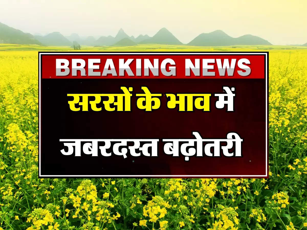 Sarso Ka Bhav: सरसों के भाव में जबरदस्त बढ़ोतरी, MSP से भी ऊपर पहुंची सरसों की कीमत