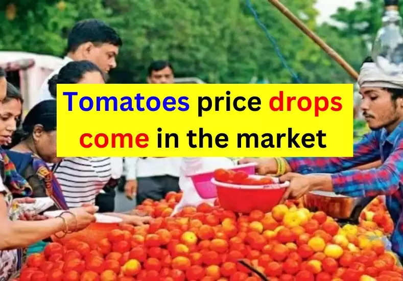 Tomato Price: As soon as new tomatoes come in the market, the price drops, check the latest price immediately