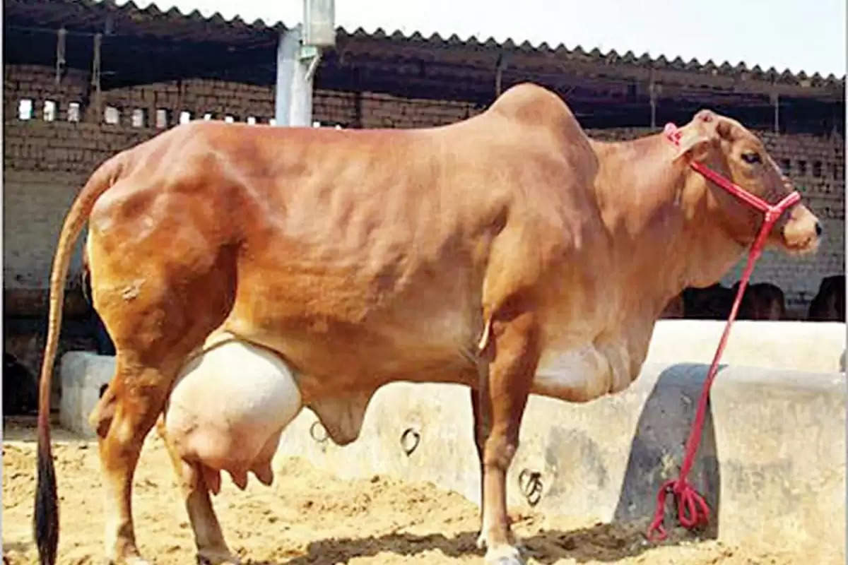 Cow Farming : इस नस्ल की गाय आपको कर देगी मालामाल, एक दिन में देती है इतना दुध